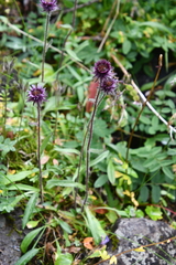 Erigeron eriocephalus