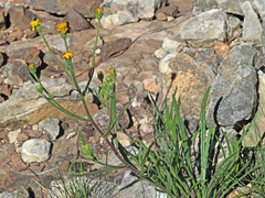 Senecio othonniflorus