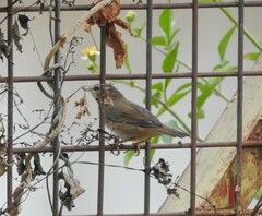 Phylloscopus fuscatus