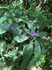 Strobilanthes