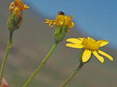 Senecio othonniflorus