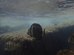 Acanthurus guttatus