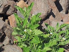 Solanum retroflexum
