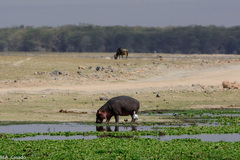 Connochaetes taurinus