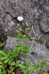 Drymocallis inquinans