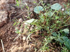 Lythrum tribracteatum