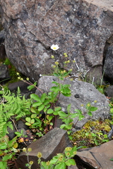 Drymocallis inquinans