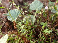 Lythrum tribracteatum