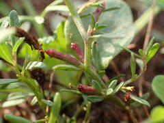 Lythrum tribracteatum