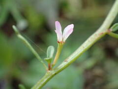 Lythrum tribracteatum