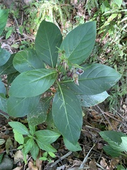 Trichodesma calycosum