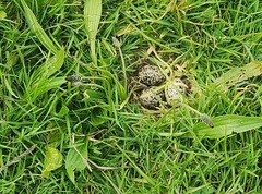 Charadrius obscurus aquilonius