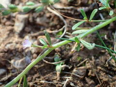 Lythrum tribracteatum