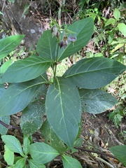 Trichodesma calycosum