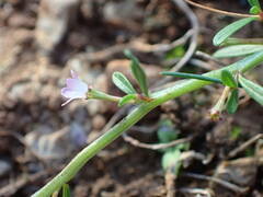 Lythrum tribracteatum