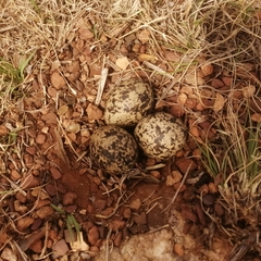 Vanellus coronatus