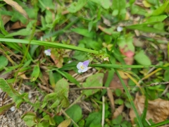 Mazus pumilus