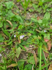 Mazus pumilus