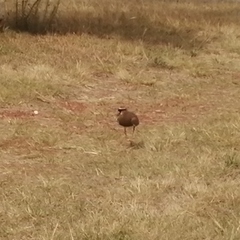 Vanellus coronatus