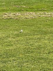 Charadrius obscurus aquilonius
