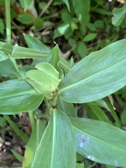 Commelina