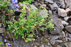 Potentilla asperrima