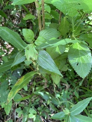 Commelina