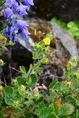 Potentilla asperrima