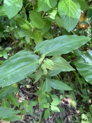 Commelina