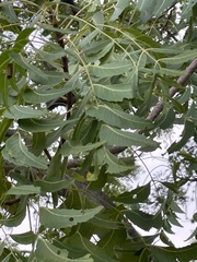 Azadirachta indica