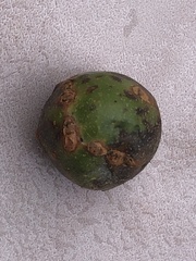 Andricus infectorius