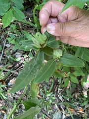 Commelina