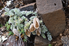 Oxytropis putoranica