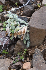 Oxytropis putoranica