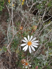 Dimorphotheca cuneata