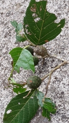 Alnus formosana