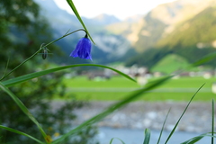 Campanula cochleariifolia