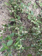 Alternanthera sessilis