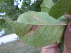 Phyllocoptes malinus