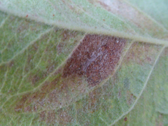 Phyllocoptes malinus