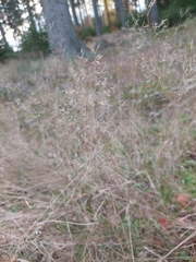Agrostis capillaris