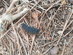 Nyctophila reichii