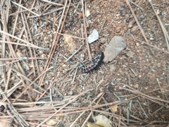 Nyctophila reichii