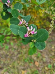 Lespedeza cyrtobotrya