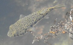 Tetractenos hamiltoni