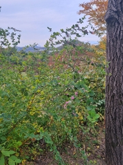 Lespedeza cyrtobotrya