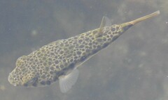 Tetractenos hamiltoni