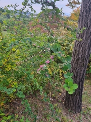 Lespedeza cyrtobotrya