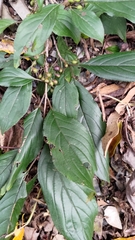 Rhamnus formosana