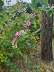 Lespedeza cyrtobotrya
